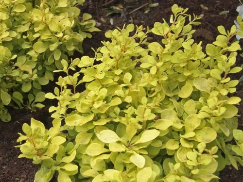 Dřišťál Thunberga GOLDEN ZWERG