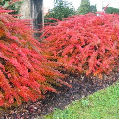 Dřišťál Thunberga GREEN CARPET