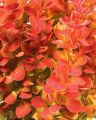 Berberys Thunberga ORANGE ICE