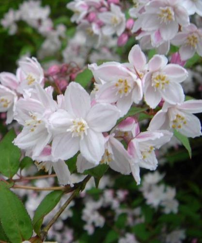 Trojpuk růžový CARMINEA