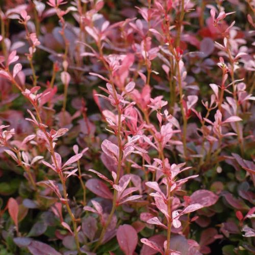 Dřišťál thunberga ROSE ROCKET