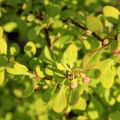 Berberys TINY GOLD