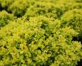 Berberys TINY GOLD