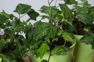 Břečťan obyčejný GREEN RIPPLE