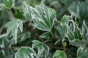 Břečťan obyčejný  WHITE RIPPLE