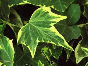 Břečťan obyčejný  YELLOW RIPPLE