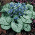 Brunnera ALEXANDER'S GREAT