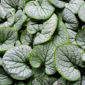 Brunnera SILVER HEART