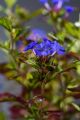 CERATOSTIGMA OŁOWNIKOWATA