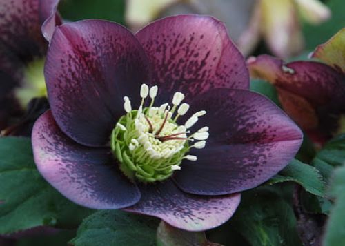 Čemeřice východní CROWN DARK PURPLE
