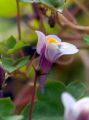 Cymbalaria Bluszczykowata