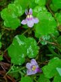 Cymbalaria Bluszczykowata