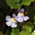 Cymbalaria Bluszczykowata