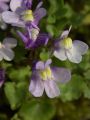 Cymbalaria Bluszczykowata