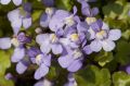 Cymbalaria Bluszczykowata