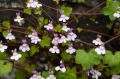 Cymbalaria Bluszczykowata