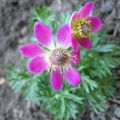 Zawilec WIELOSIECZNY DEEP ROSE