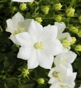 Zvonek karpatský CARILLON WHITE