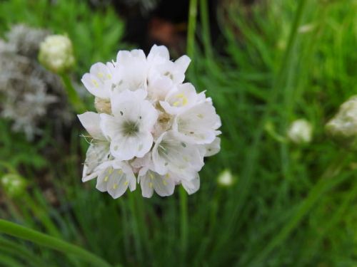 Trávnička přímořská ALBA