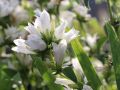 Dzwonek Skupiony BELLEFLEUR WHITE