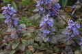 Dąbrówka Rozłogowa ATROPURPUREA