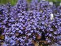 Dąbrówka Rozłogowa ATROPURPUREA