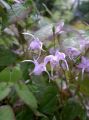 Epimedium Younga Roseum
