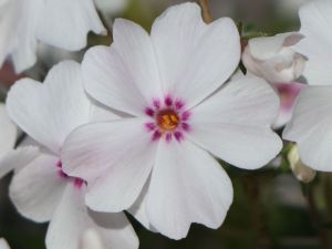 Plamenka šídlovitá AMAZING GRACE