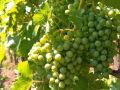 Winogrono Białe BIANCA