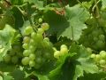 Winogrono Białe BIANCA