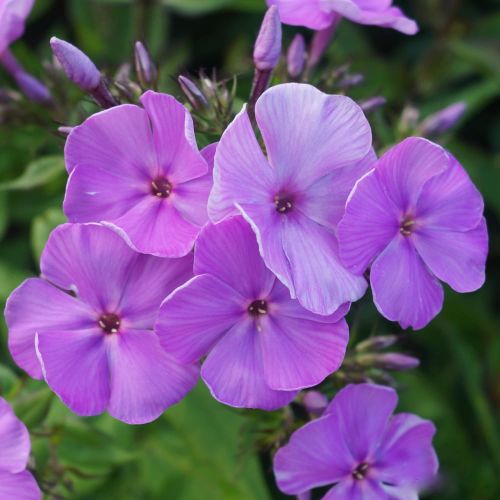 Plamenka latnatá PURPLE WHITE DITOSTEM