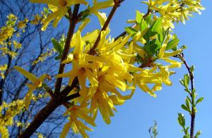 ZLATICE zelená KUMSON