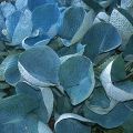 Funkia - HOSTA ABIQUA DRINKING GOURD