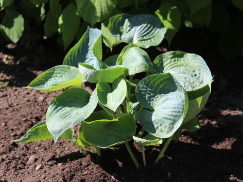 Bohyška - Hosta ABIQUA DRINKING GOURD