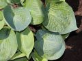Funkia - HOSTA ABIQUA DRINKING GOURD