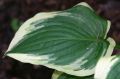 Funkia - HOSTA BOLD EDGER