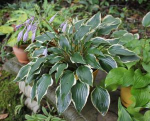 Bohyška -  Hosta BOLD EDGER 4 roky