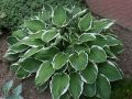 Funkia - HOSTA CRISPULA
