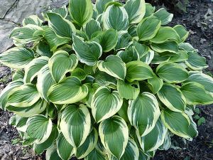 Bohyška - Hosta EMILY DICKINSON