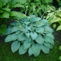 Funkia - HOSTA FRAGANT BLUE