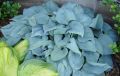 Funkia - HOSTA FRAGANT BLUE