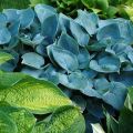 Funkia - HOSTA FRAGANT BLUE