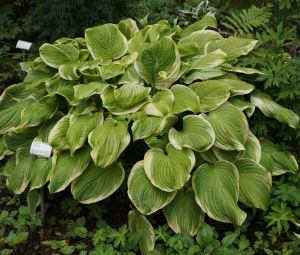 Bohyška -  Hosta FRAGANT BOUQUET