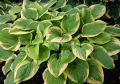 Funkia - HOSTA FRAGANT BOUQUET