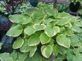 Funkia - HOSTA FRAGANT BOUQUET