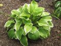 Funkia - HOSTA FRAGANT BOUQUET