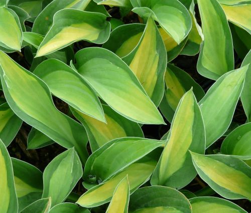 Bohyška - Hosta GIPSY ROSE