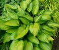 Funkia - HOSTA JUNE
