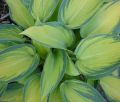 Funkia - HOSTA JUNE
