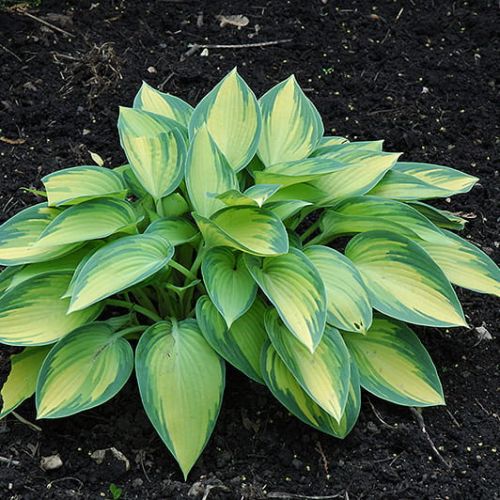 Bohyška - Hosta JUNE